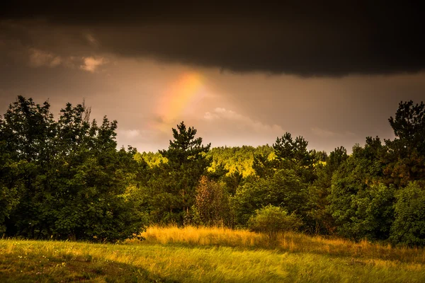 Лесной край с радугой — стоковое фото
