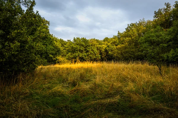 Освещенная поляна в лесу — стоковое фото
