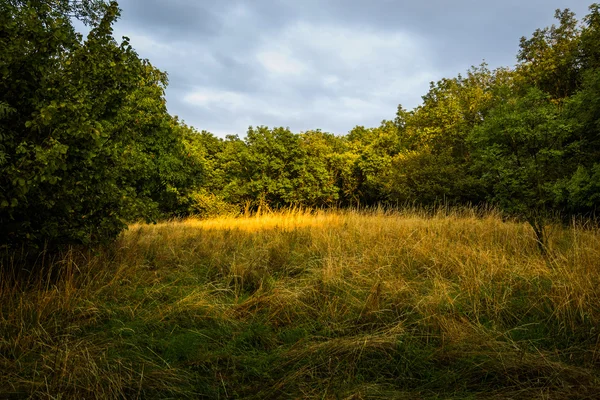 Valaistu raivaus metsässä — kuvapankkivalokuva