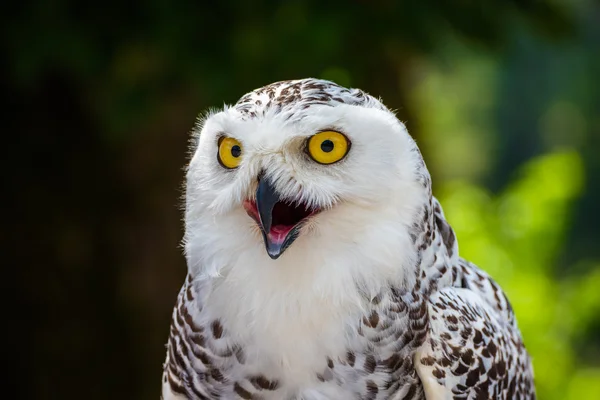 Detail of Snowy Owl on Dark Background — Stock Photo, Image