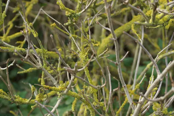 Langzaam Voltrekt Atmosfeer Haar Werk Prille Herfst — Stockfoto