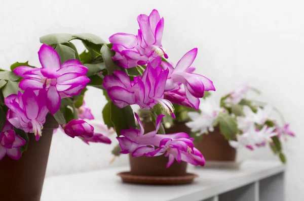 Schlumberger or Decembrist, Christmas flower blooming in the winter before Christmas. succulent.