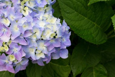 Çok renkli ortanca çiçekleri bahar ve yaz aylarında bir bahçede çiçek açıyor. Ortanca macrophylla
