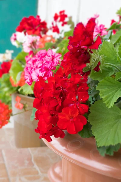 Yaz bahçesinde eski ahşap merdivenlerde pembe sardunya. Sarmaşık yapraklı pelargonyum. Geranium Peltatum. Dekoratif bitkiler.