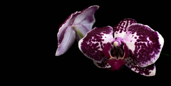 Falenopsis Orchidei Czarnym Tle Miejscem Tekst Obraz Miejsca Kopiowania — Zdjęcie stockowe