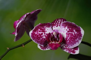 Ormanda, parlak güneş ışığında doğal bir geçmişi olan güzel bir orkide çiçeği.