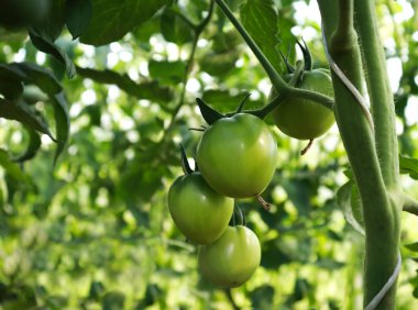 Yakından çekilmiş bir serada olgunlaşmamış domatesler yetişir. Ekoljik olarak temiz sebze yetiştirme kavramı.