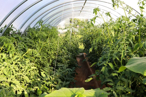 Een Kas Met Tomaten Een Zonnige Dag Boerderij Natuurlijke Groenten — Stockfoto