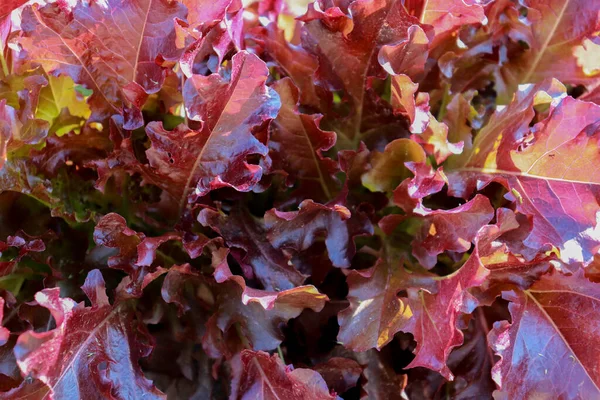 Roter Eichensalat Hausgemachter Bio Salat Erntefertig — Stockfoto