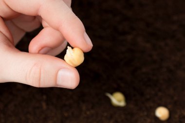 Çiftçi el bahçedeki toprağa sebze tohumu ekiyor.