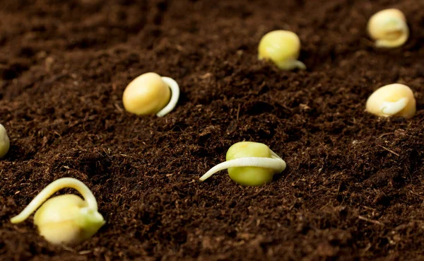 Sprouted seeds on dark earth close-up. The concept of domestic farming, agriculture, growing ecological vegetables.