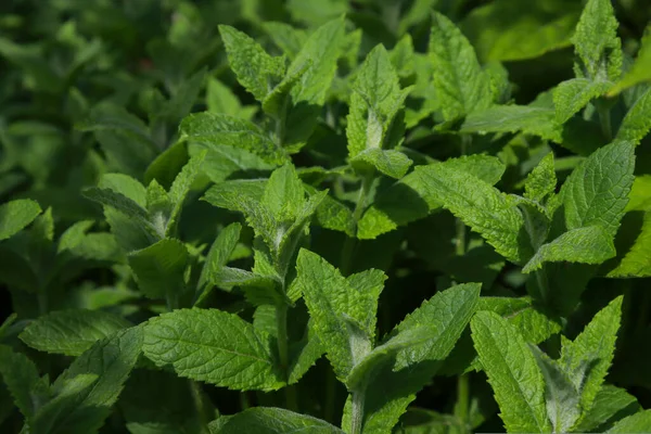 Fresh Organic Mint Garden Herb Garden — Stock Photo, Image