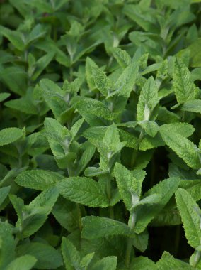 Bahçede taze organik nane. Sağlıklı çay yapmak için güzel kokulu nane. Bitki bahçesi