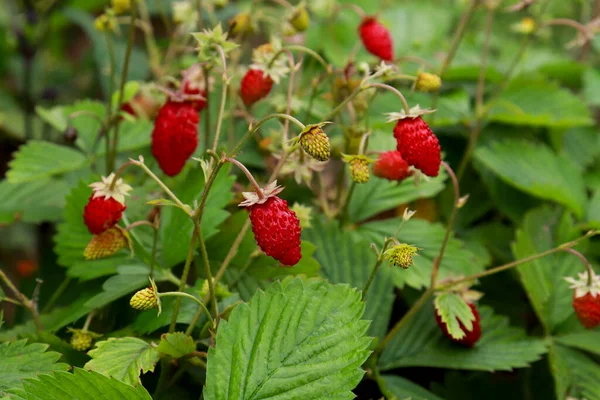 Arbusto Fresa Silvestre Bosque Muchas Fresas Silvestres Maduras Arbusto —  Fotos de Stock