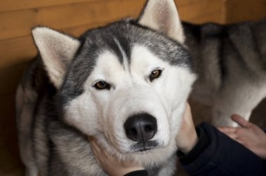 Sibirya Husky köpeği kameraya bakar ve elleriyle boynunu sıvazlar. Hayvan barınağı konsepti, gönüllülük, hayvanların geçici bakım barınakları.