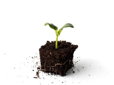 Kök sistemi tohumları kabak ya da turba kapaklı balkabağı. Ekolojik olarak temiz ortamlarda biyo-yiyecek artışı kavramı.