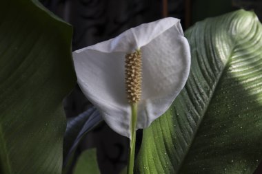 Çiçek açan beyaz bir Spatthiphyllum çiçeği. Yakın plan. Gösterişsiz ev bitkilerinin büyümesi ve bakımı. Barış Lily - Spatthiphyllum wallisii.