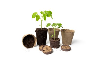 Baby Tomato seedlings in peat tablets and with an open root system. The concept of growing seedlings in ecological containers clipart