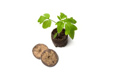 Turba tabletinde yetişen domates fidelerinin yukarıdan görünüşü. Bahçıvanlık, bahçıvanlık, ekme, ekme, ekme, çiftçilik, kültür konsepti