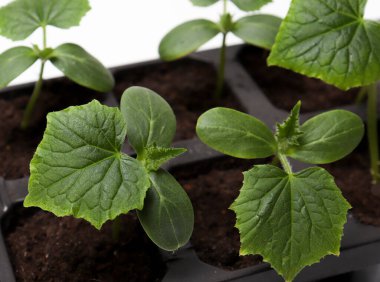 Tepside yeşil salatalık tohumu. Serada salatalık yetiştirmek için. Salatalık filizleri.