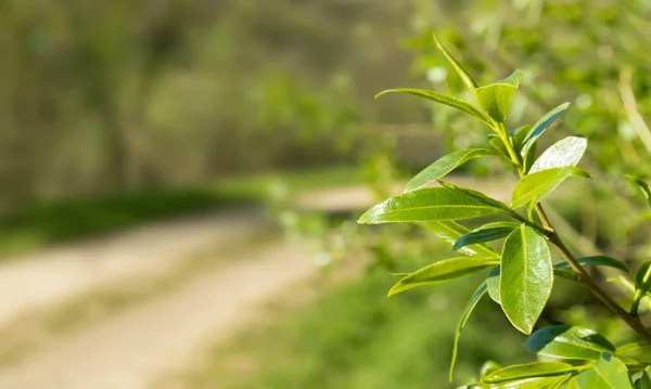 Spring Background Beautiful Green Leaves Blurred Background Space Text Spring — Stock Photo, Image