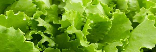 菜园背景 新鲜的绿色生菜沙拉生长在一个特写镜头床上 农业促进健康食品和商业概念 横幅网站 — 图库照片
