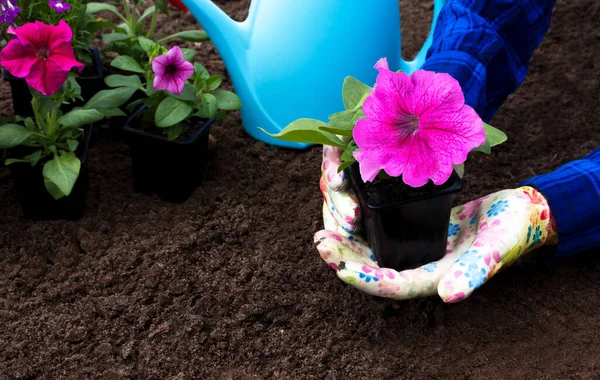 Ateljé Skott Trädgårdsmästare Plantering Blommande Rosa Petunior Blommor Blomman Jorden — Stockfoto