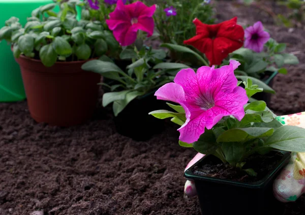 Processen Att Plantera Blommor Blomsterträdgård Trädgårdsmästare Handskar Trädgårdsmästare Händer Plantering — Stockfoto