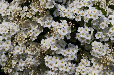 Flower background, white little flowers with yellow stamens close-up. abstract floral background for weddings and other celebrations.