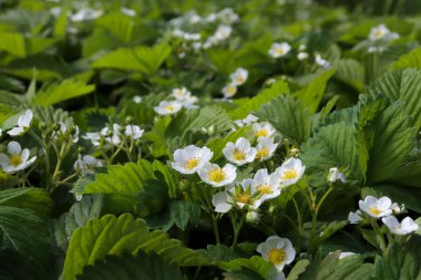 A meadow of flowering strawberries grown by farmers in the fields. Flowers of strawberries close-up. Berries grown without fertilizers.