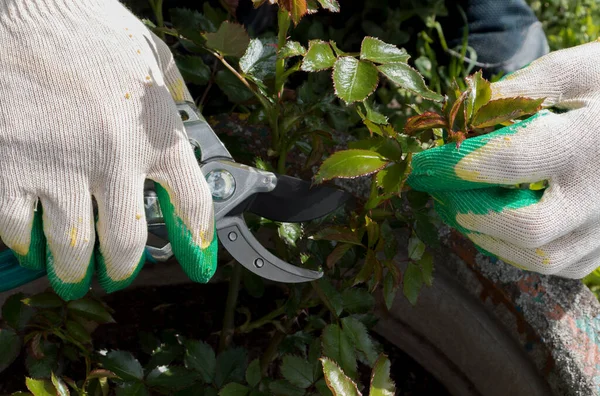 Potatura Rose Giardiniere Prune Climbing Roses Come Potare Cespuglio Rose — Foto Stock