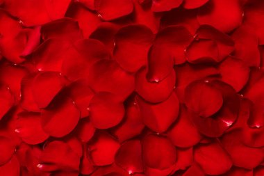 Kırmızı gül yapraklarının dokulu arka planında mesaj için yer var. 