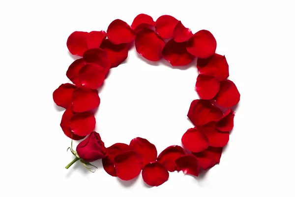 Frame Red Rose Petals White Background Room Text Flower Composition — Stock Photo, Image