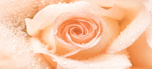 banner. A drop of peach rose in water droplets close-up. You can use the background for postcards, congratulations, invitations to a holiday, party, corporate, floral shop or website. flowers background, flowers postcard