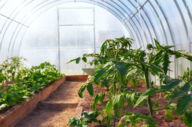 Ekoloji saf çiftçiliktir. Tahta yataklardaki serada büyüyen domatesler. Serada ipe bağlı domatesler. polikarbonat sera