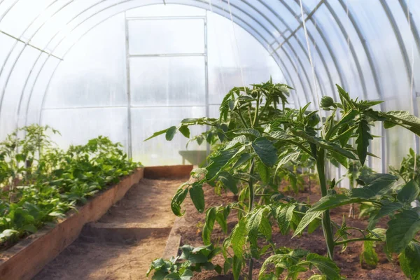 Ecology is pure farming. Tomatoes growing in a greenhouse on wooden beds. Tomatoes tied to twine in the greenhouse. polycarbonate greenhouse