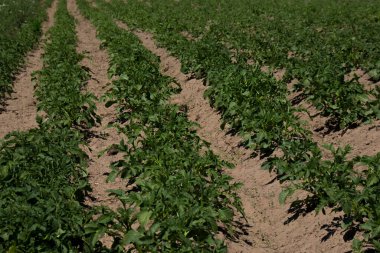 Fermur patates tarlası yazın büyüyor. Çiftçilik kavramı.