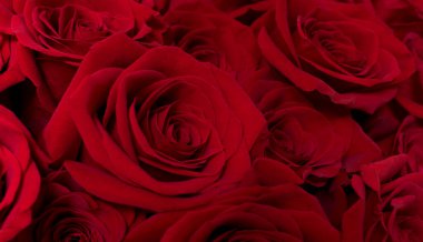 Banner Red Roses buketini yakından çek. Tebrik kartı. 14 Şubat kartı, Sevgililer Günü. Çiçek teslimatı. 8 Mart, Uluslararası Mutlu Kadınlar Günü. Romantik bir geçmiş. Seçici odaklanma. Metin için yer.