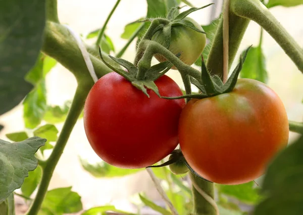 Tomaten Reifen Großaufnahme Einem Strauch Gewächshaus Das Konzept Des Ökologischen — Stockfoto