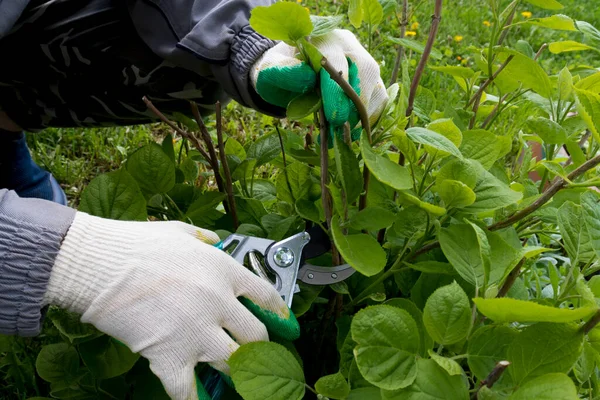 Jardinero Con Guantes Corta Ramas Rotas Una Tijera Hortensias Concepto —  Fotos de Stock