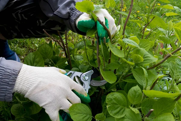 Giardiniere Guanti Taglia Rami Rotti Cespuglio Ortensia Cespuglio Giardino Concetto — Foto Stock