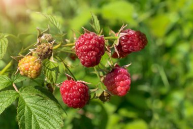 Bahçede yetişen olgun ahududu dalıyla yakın plan. Yurtiçi tarım kavramı.