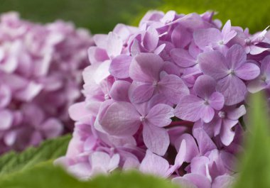 Güneşli bir günde yapraklı pembe ortanca çiçekleri. Çiçek arkaplan, doğa geçmişi. Bahçe işleri, bitki yetiştirme, çiçekçilik, ev çiftçiliği. Masaüstünüz için güzel bir arkaplan. Yumuşak odak