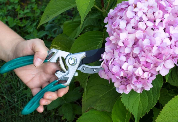 Potatura Taglio Fiori Ortensia Giardino Con Forbici Giardino Bouquet Concetto — Foto Stock