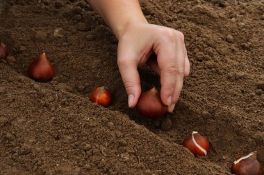 Bir dişi bahçıvan baharda toprağa lale soğanı eker..