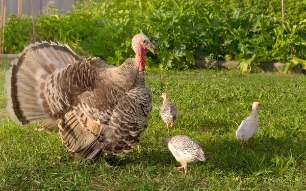 Küçük hindileri olan yetişkin bir hindi güneşli bir günde çimlerde otlar. Hatunlarla hindi. piliçlerle hindi.