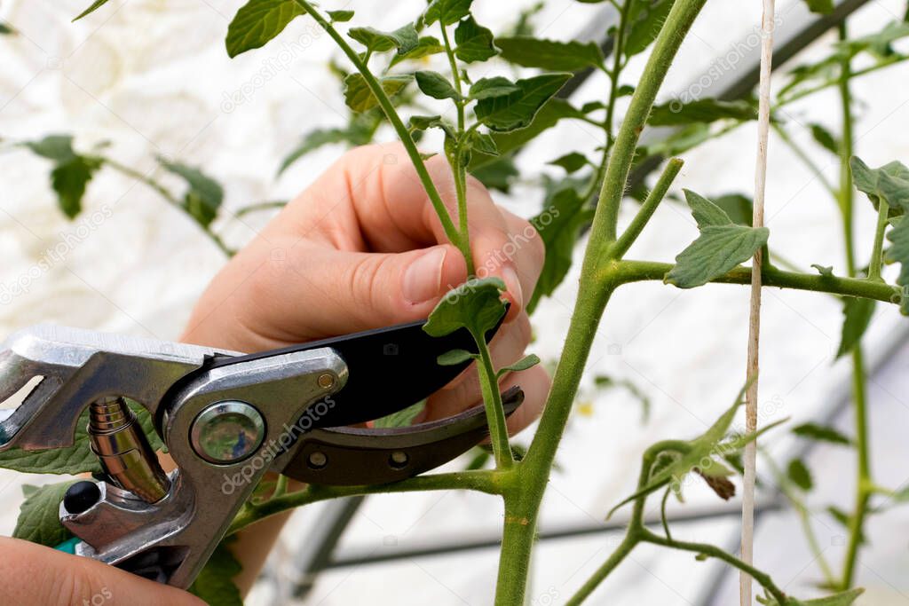 Prune the water shoots that grow between the stems and twigs of the tomato plant. Woman's hands is pruning tomato plant branches in the greenhouse , worker pinches off the shoots or suckers