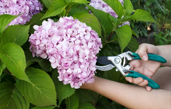 Trädgårdsmästaren Skär Hortensiablommorna Trädgården Med Trädgårdssax Begreppet Trädgårdsarbete Växtvård — Stockfoto