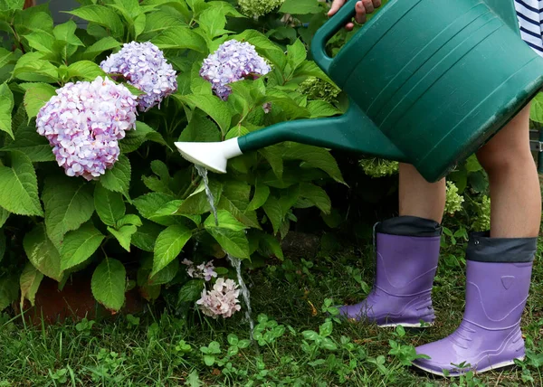 Processo Annaffiamento Ortensie Annaffiatoio Giardiniere Che Innaffia Piante Giardino Concetto — Foto Stock