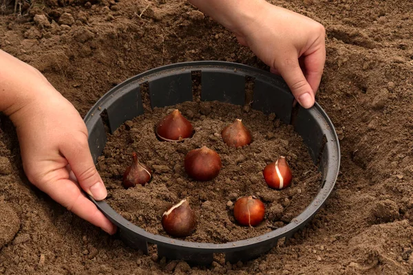 Bir çiftçi lale soğanı yetiştirir. Sonbaharda ya da ilkbaharda açık araziye lale soğanı ekmeyi. Lale dikmek için plastik konteynırın üst görüntüsü.